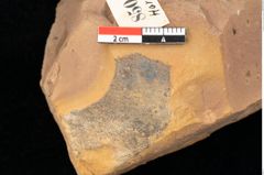 Foto (Detailsansicht) von Quercus palaeoilex Ettingshausen (NHMW-GEO-2024-0188-0850)